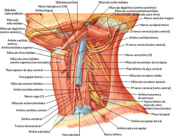 Anatomia da região cervical